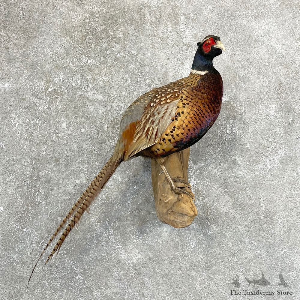 Ringneck Pheasant Bird Mount For Sale #24655 @ The Taxidermy Store
