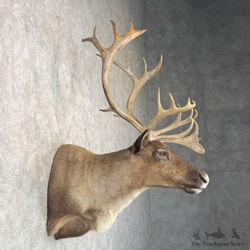 Barren Ground Caribou Shoulder Mount For Sale #29959 @ The Taxidermy Store