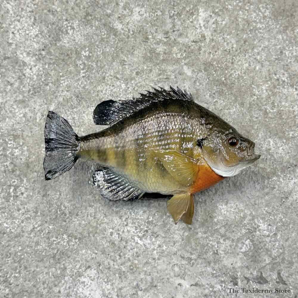 Bluegill Fish Mount For Sale #32102 @ The Taxidermy Store