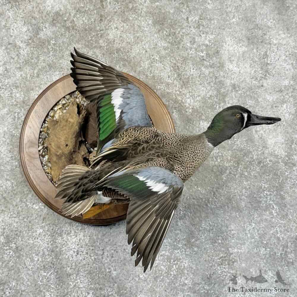 Shoveler x Blue-Winged Teal Cross Duck Mount For Sale #31181 @ The Taxidermy Store