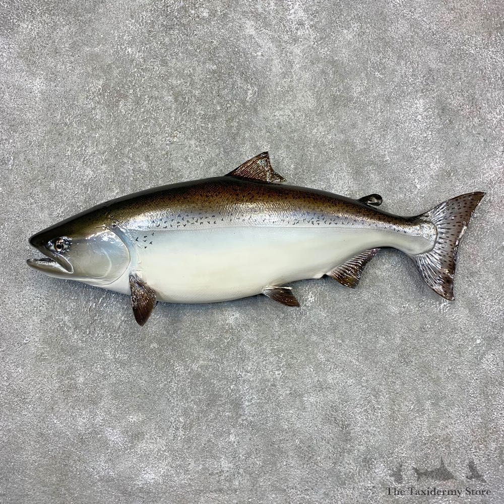 King Salmon Fish Mount For Sale #21607 @ The Taxidermy Store