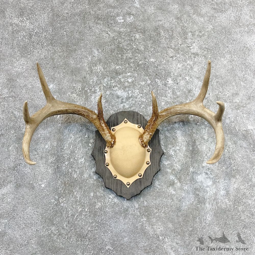 Whitetail Deer Antler Plaque Mount For Sale #26946 @ The Taxidermy Store