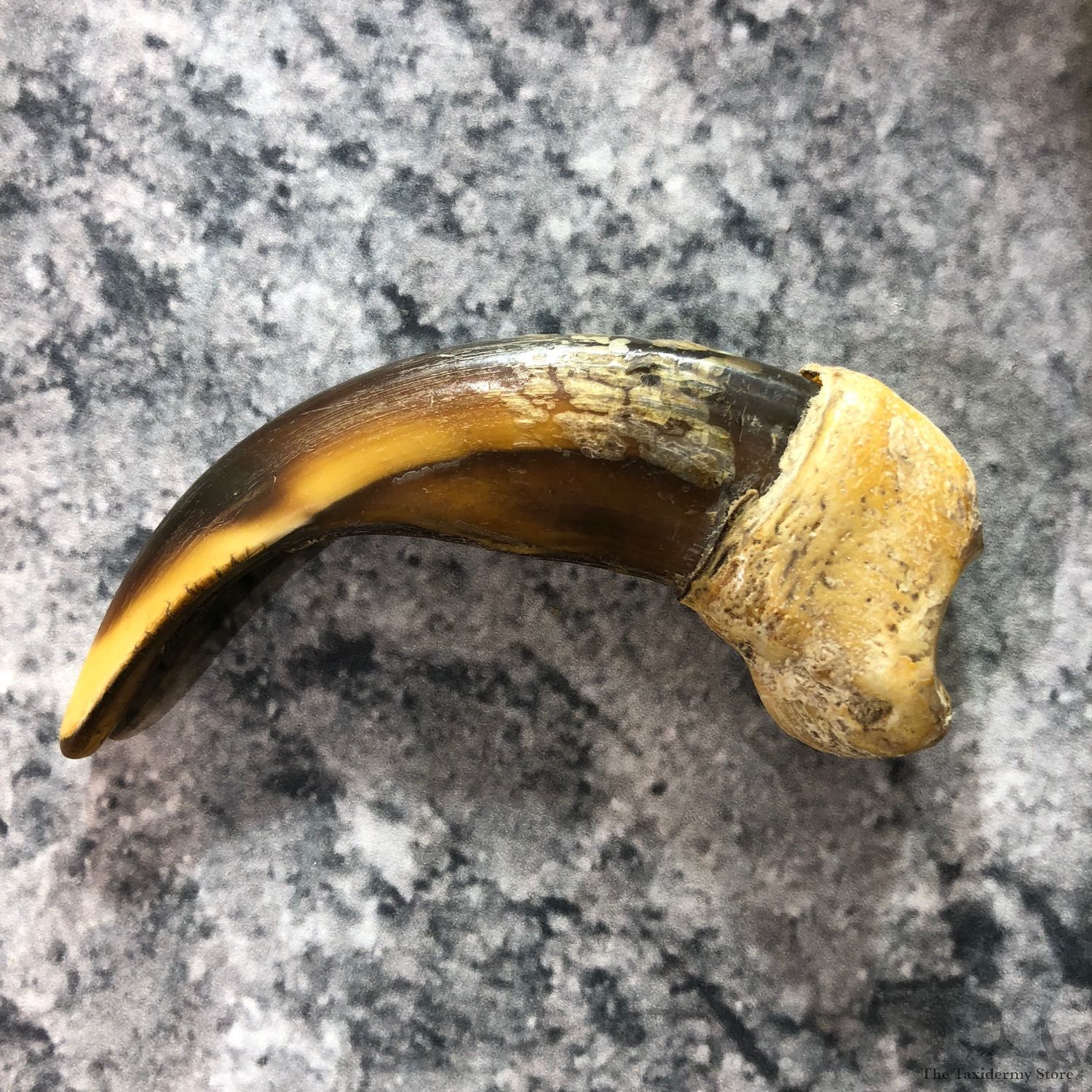 Grizzly Bear Claw For Sale #19391 @ The Taxidermy Store