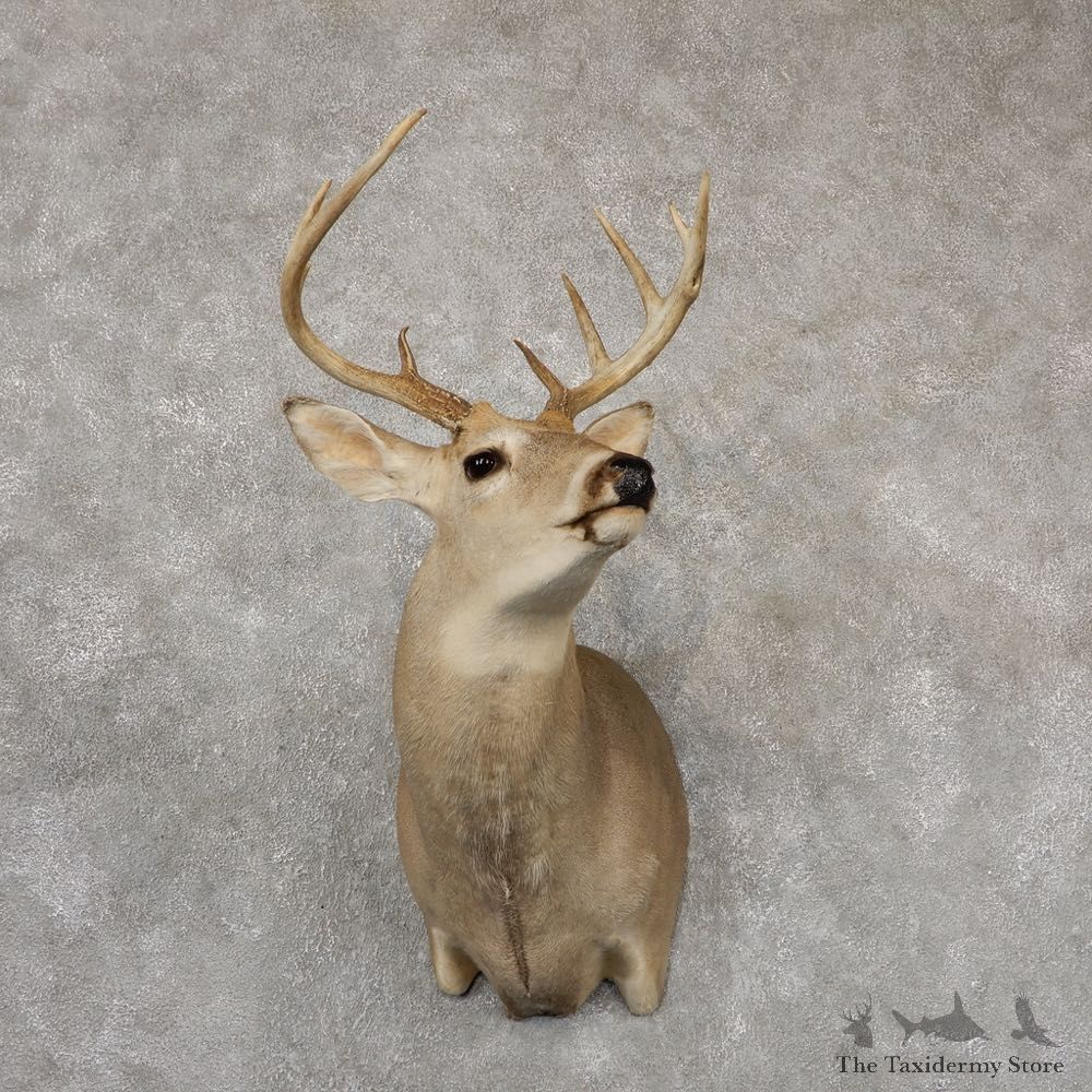 Whitetail Deer Taxidermy Shoulder Mount For Sale #18853 @ The Taxidermy Store