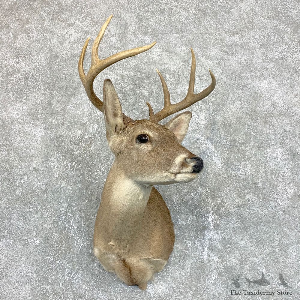 Coues Deer Shoulder Mount For Sale #23823 @ The Taxidermy Store