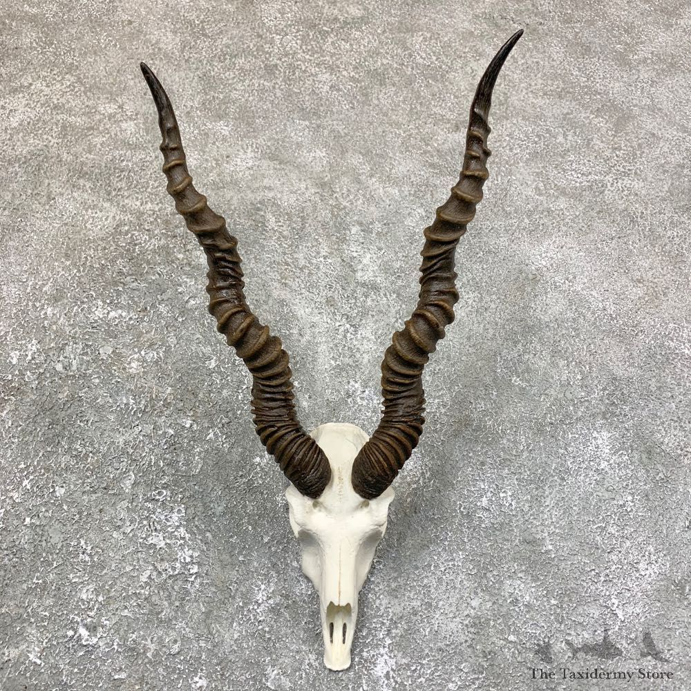 Blackbuck Skull & Horn European Mount For Sale #23752 @ The Taxidermy Store