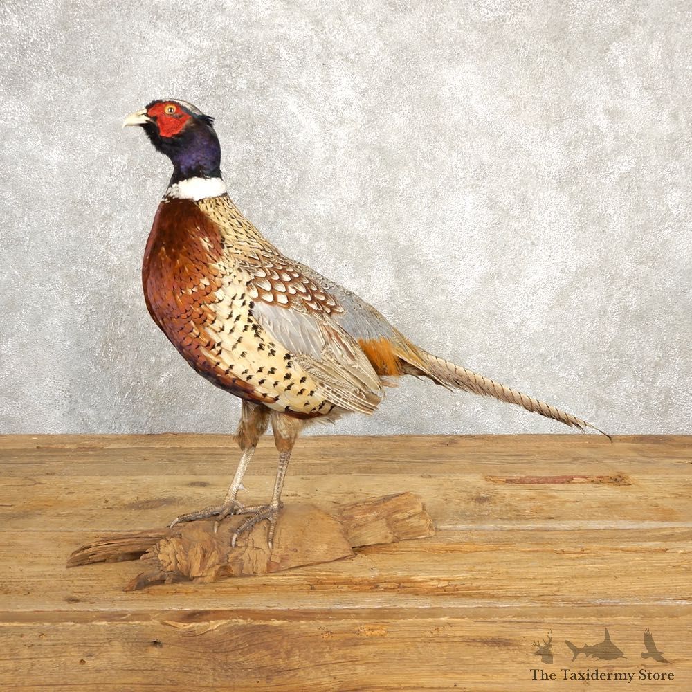 Ringneck Pheasant Bird Mount For Sale #20623 @ The Taxidermy Store