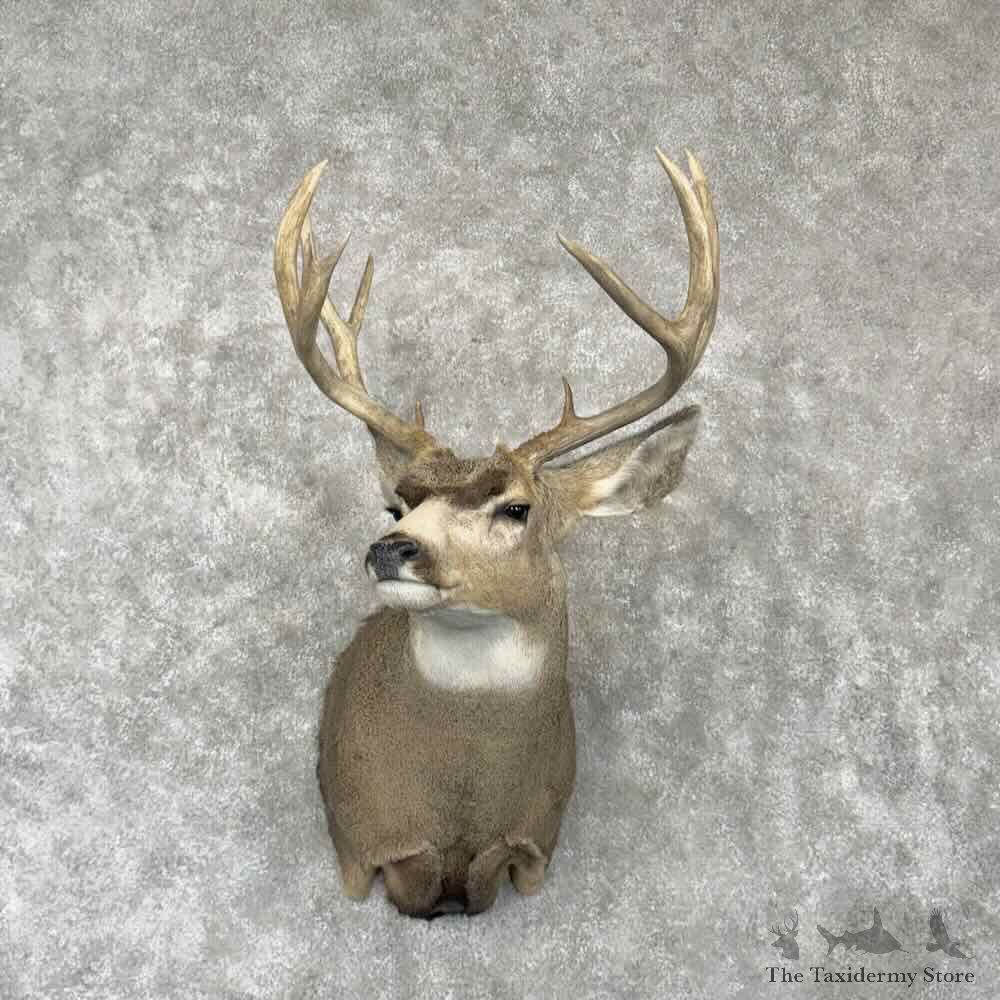 Mule Deer Shoulder Mount For Sale #30358 @ The Taxidermy Store