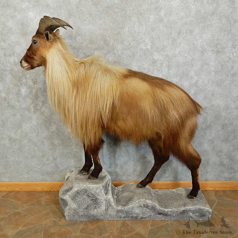 Himalayan Tahr Shoulder Mount For Sale #16038 @ The Taxidermy Store