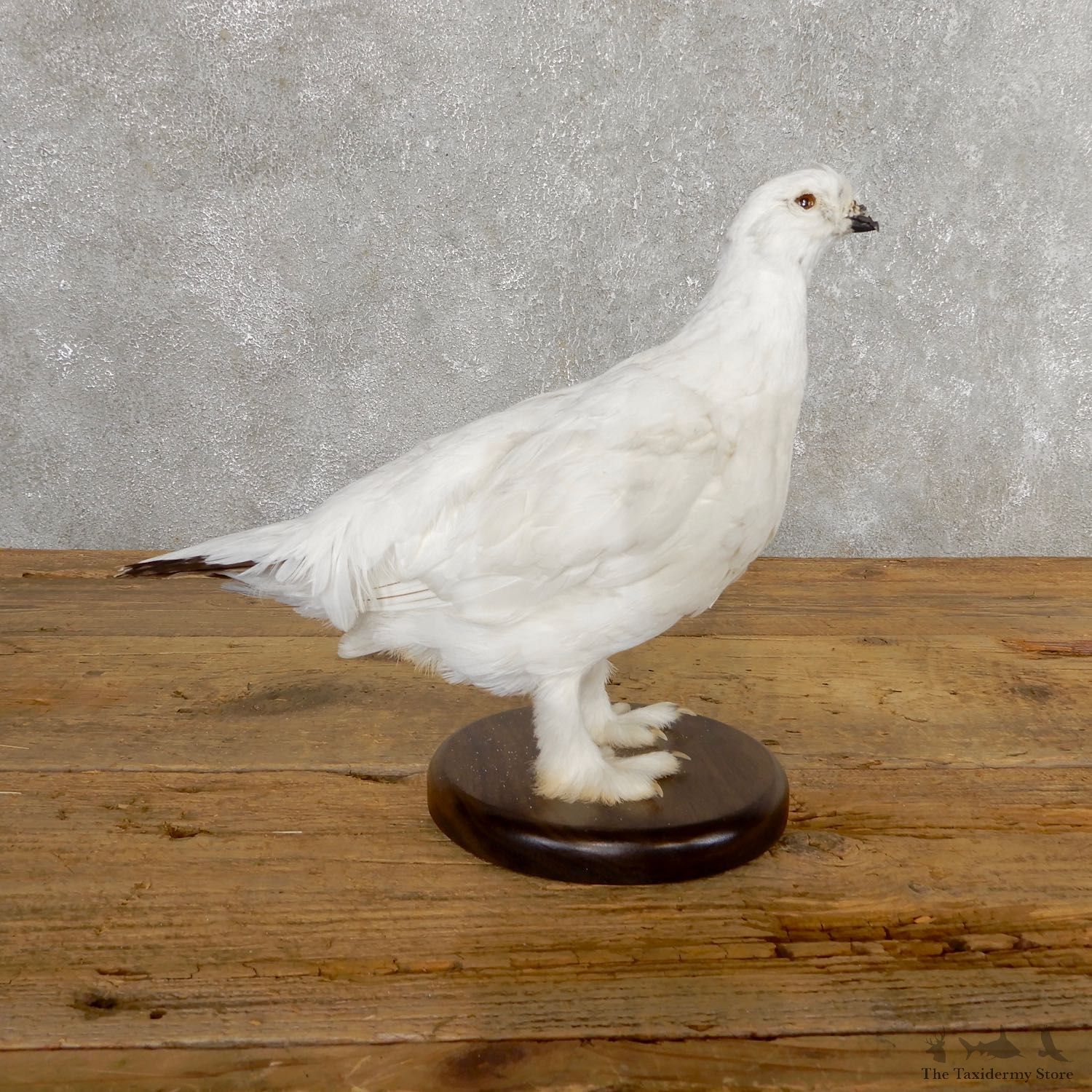 Ptarmigan Mount For Sale #19758 @ The Taxidermy Store