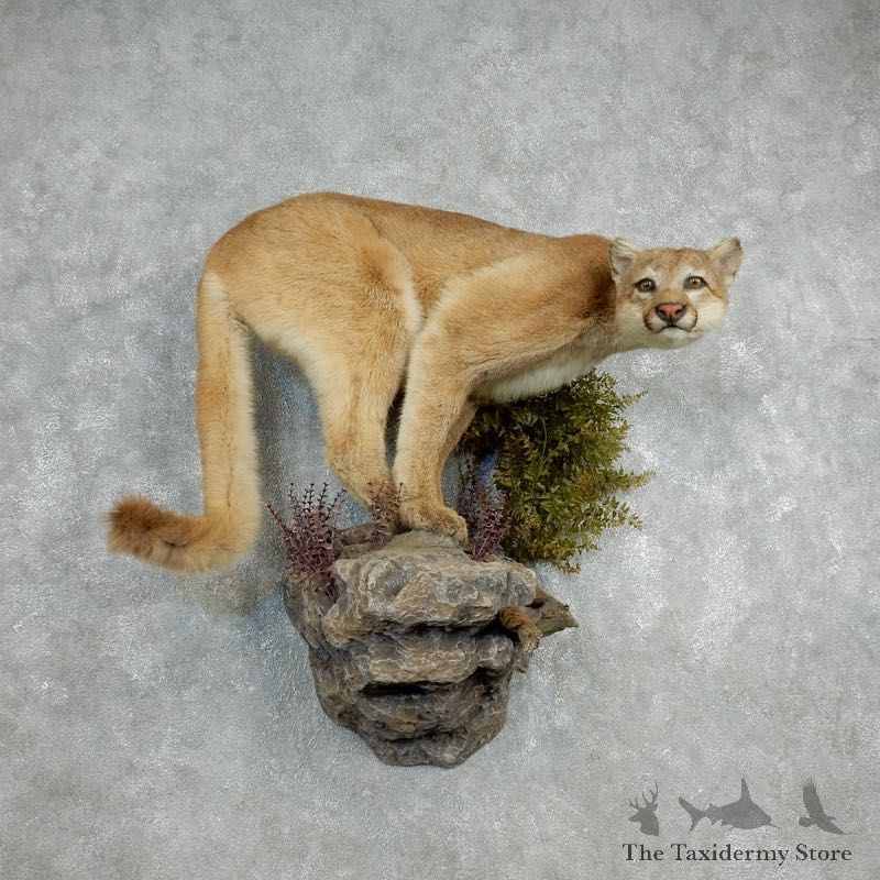 Mountain Lion Life-Size Mount For Sale #18105 @ The Taxidermy Store