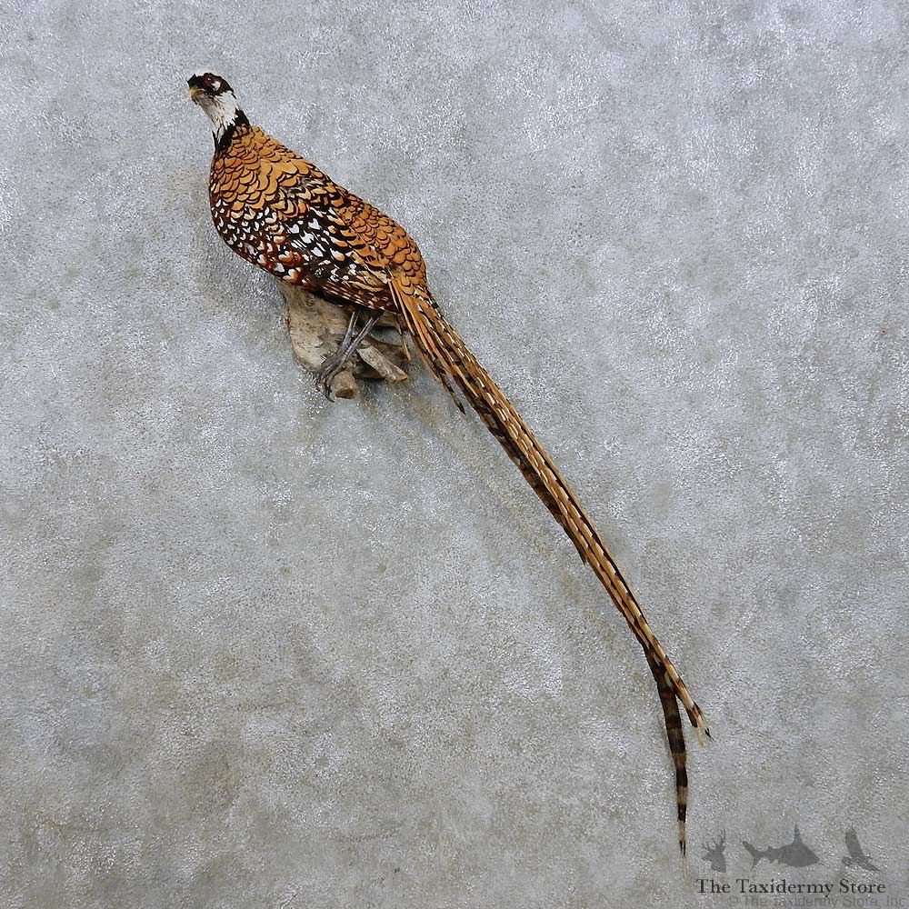 Perched Reeves Pheasant Mount For Sale #14258 @ The Taxidermy Store