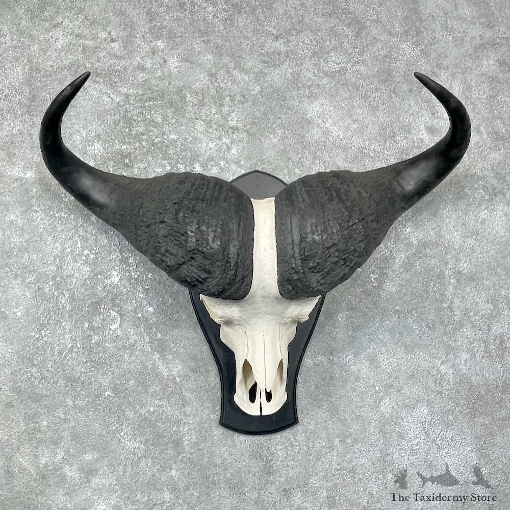 Cape Buffalo Skull Horns Mount For Sale #25642 For Sale @ The Taxidermy Store