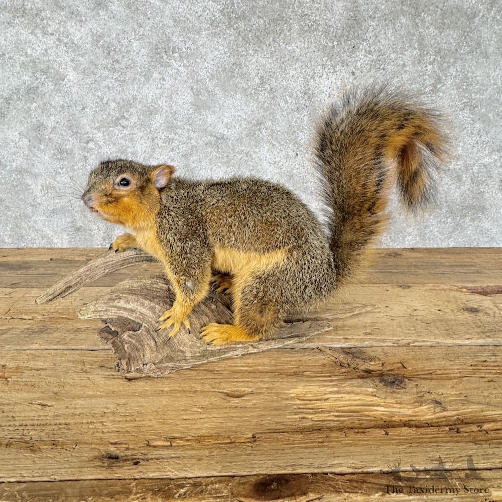 Fox Squirrel Life-Size Mount For Sale #30223 @ The Taxidermy Store