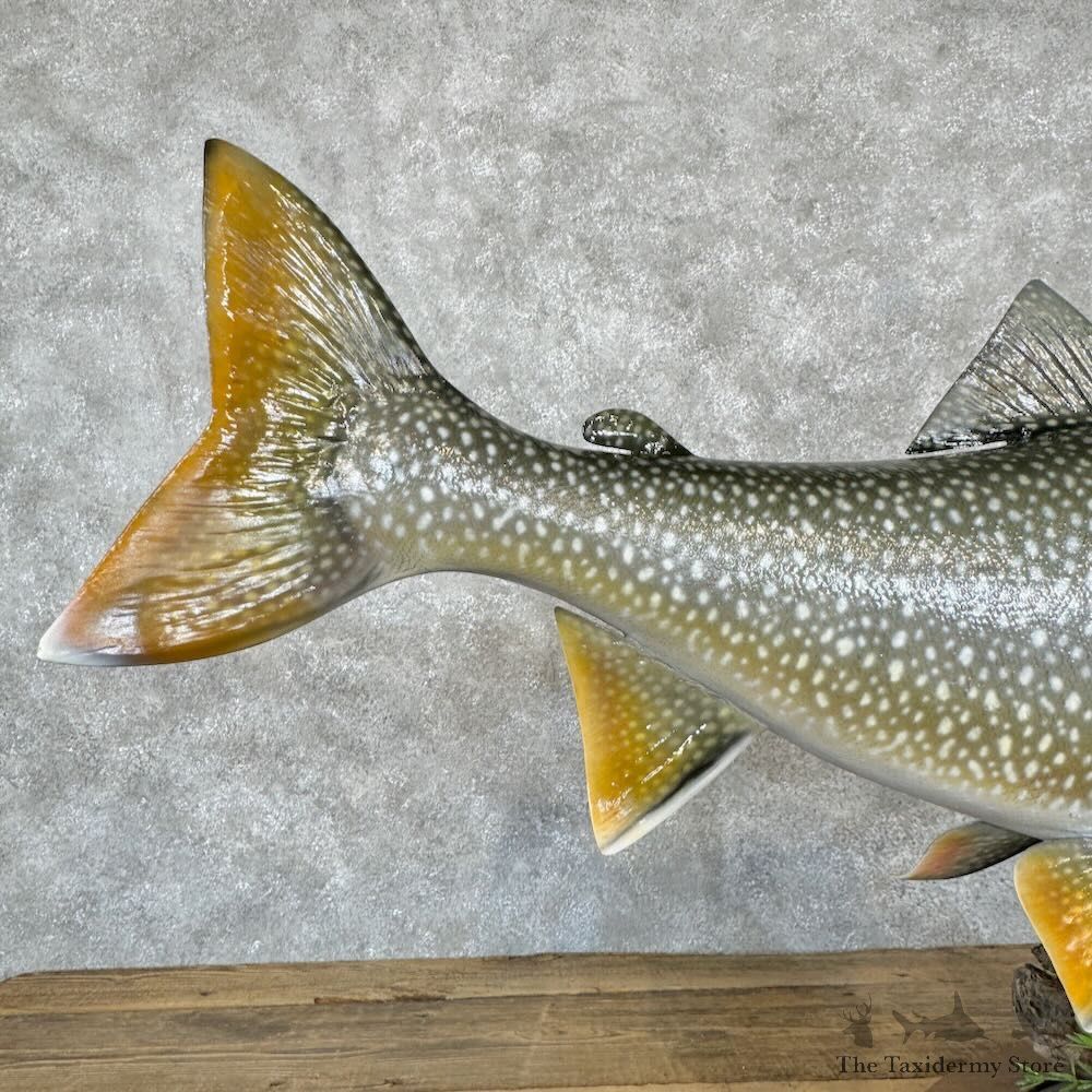 Lake Trout Fish Mount For Sale #29002 @ The Taxidermy Store