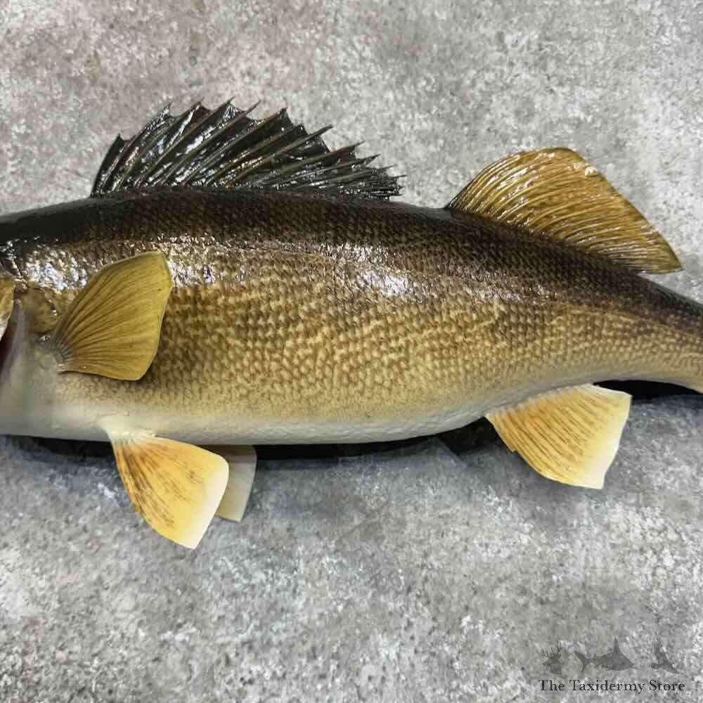 Walleye Fish Mount For Sale #31298 @ The Taxidermy Store