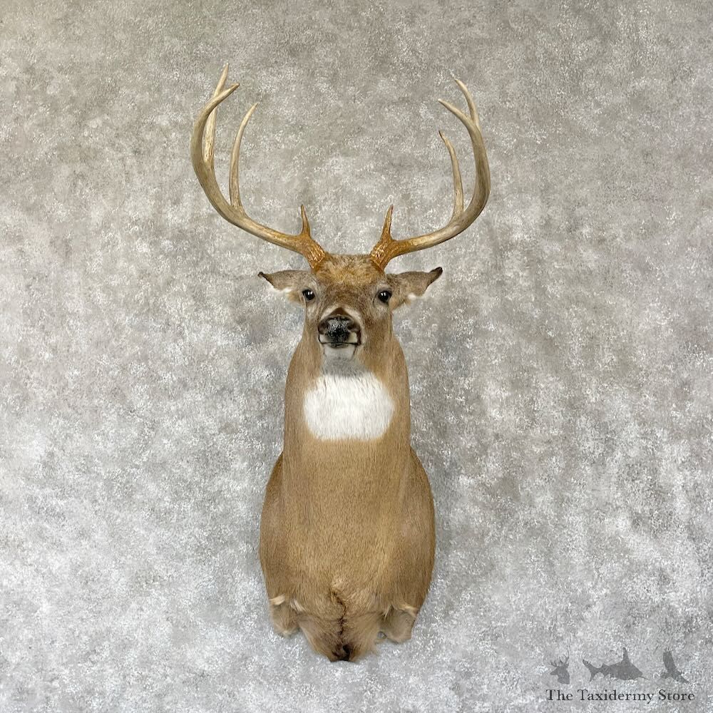 Whitetail Deer Shoulder Mount For Sale #28142 @ The Taxidermy Store