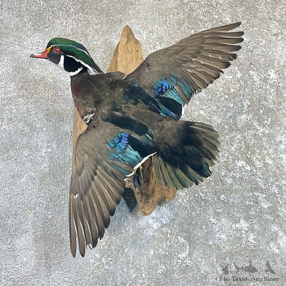 Wood Duck Taxidermy Bird Mount For Sale #26497 @ The Taxidermy Store