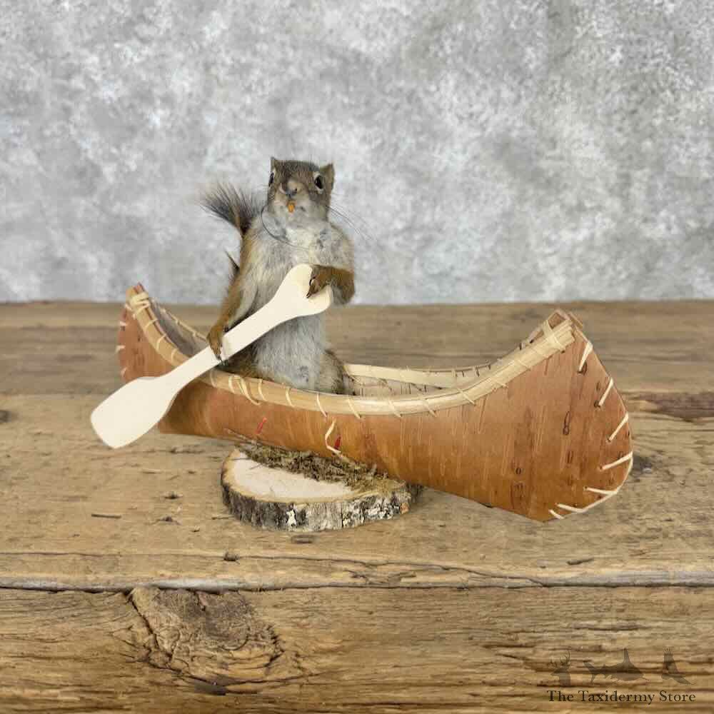 Canoeing Red Pine Squirrel Novelty Mount For Sale #31609 @ The Taxidermy Store