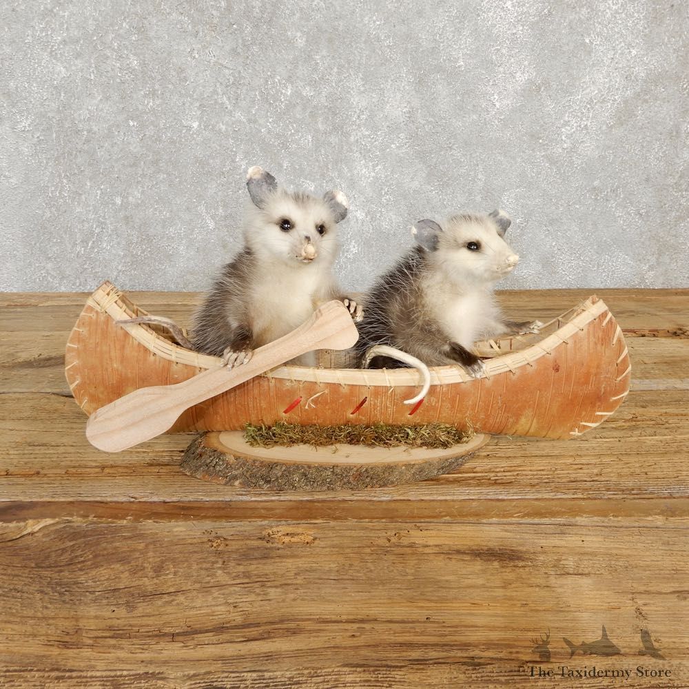 Canoeing Opossums Novelty Mount For Sale #20213 @ The Taxidermy Store