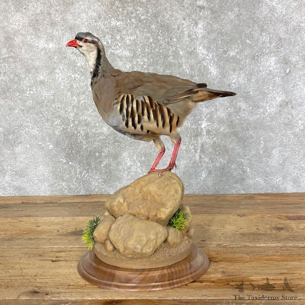 Chukar Taxidermy Mount For Sale #24497 @ The Taxidermy Store