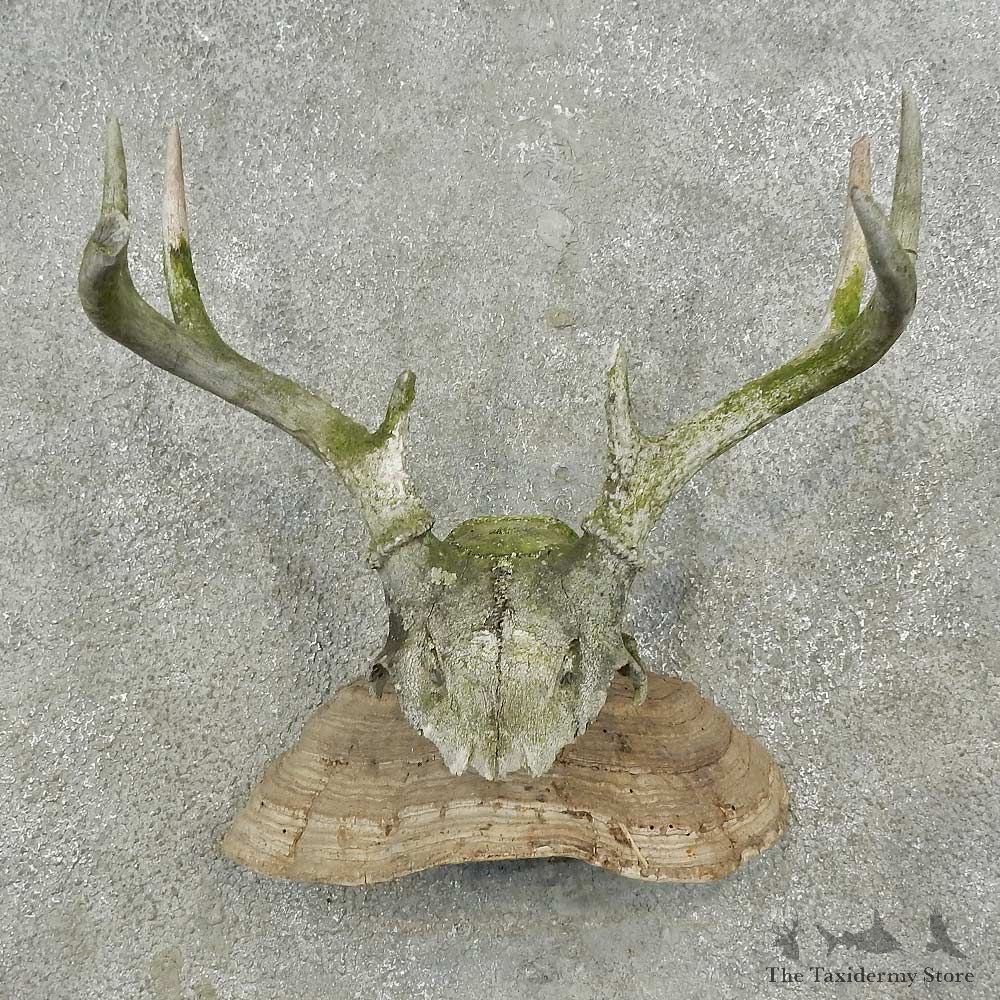 Whitetail Deer Skull & Antler Rustic Mount For Sale #16736 @ The Taxidermy Store