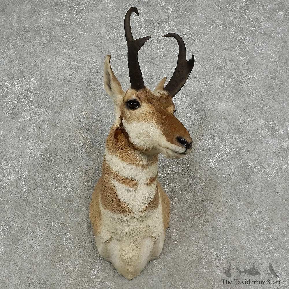 Pronghorn Antelope Shoulder Mount For Sale #16914 @ The Taxidermy Store
