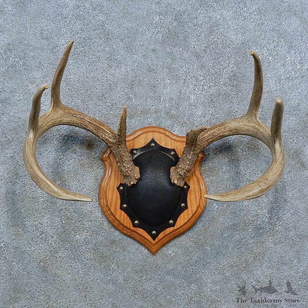 Whitetail Deer Antler Plaque Mount For Sale #15397 @ The Taxidermy Store
