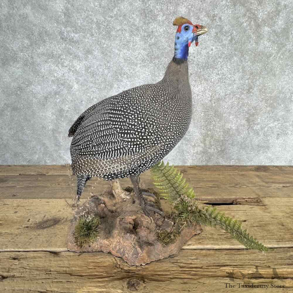 Helmeted Guineafowl Bird Mount For Sale #32233 @ The Taxidermy Store