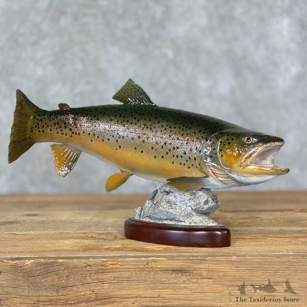 Brown Trout Fish Mount For Sale #21359 @ The Taxidermy Store