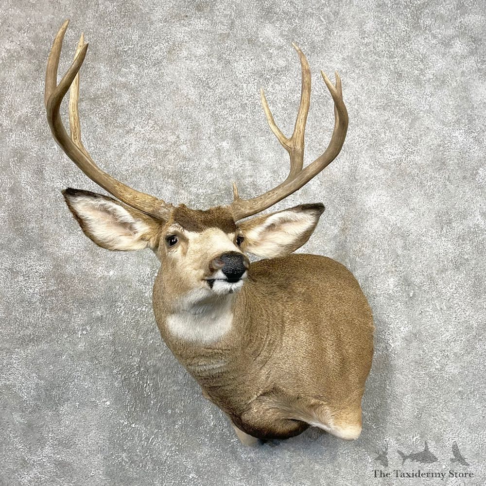 Mule Deer Shoulder Mount For Sale #24790 @ The Taxidermy Store