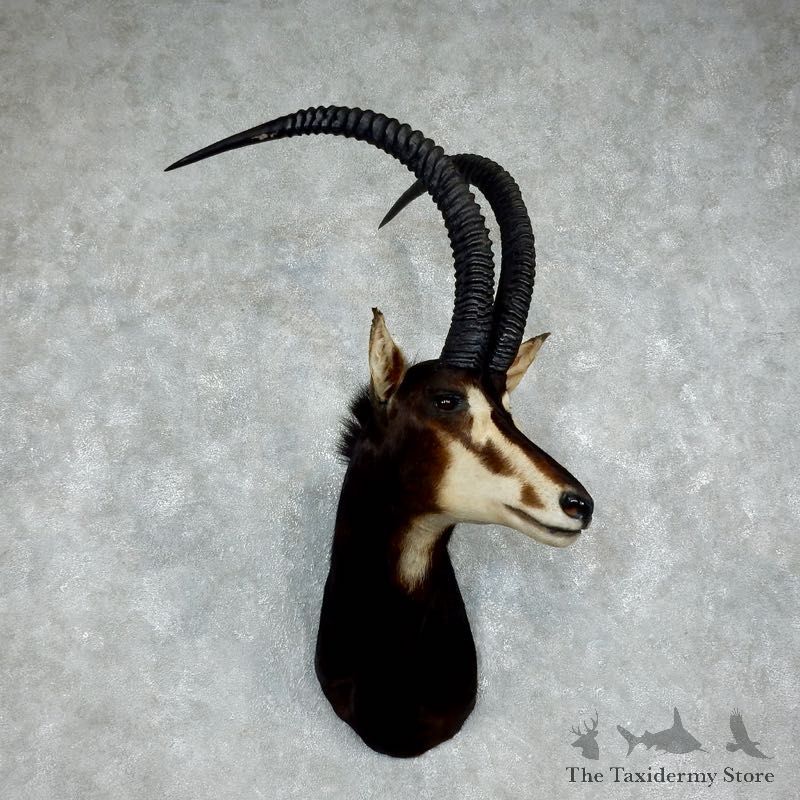 African Sable Shoulder Mount For Sale #17956 For Sale @ The Taxidermy Store