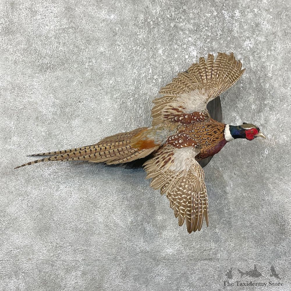 Ringneck Pheasant Bird Mount For Sale #26059 @ The Taxidermy Store