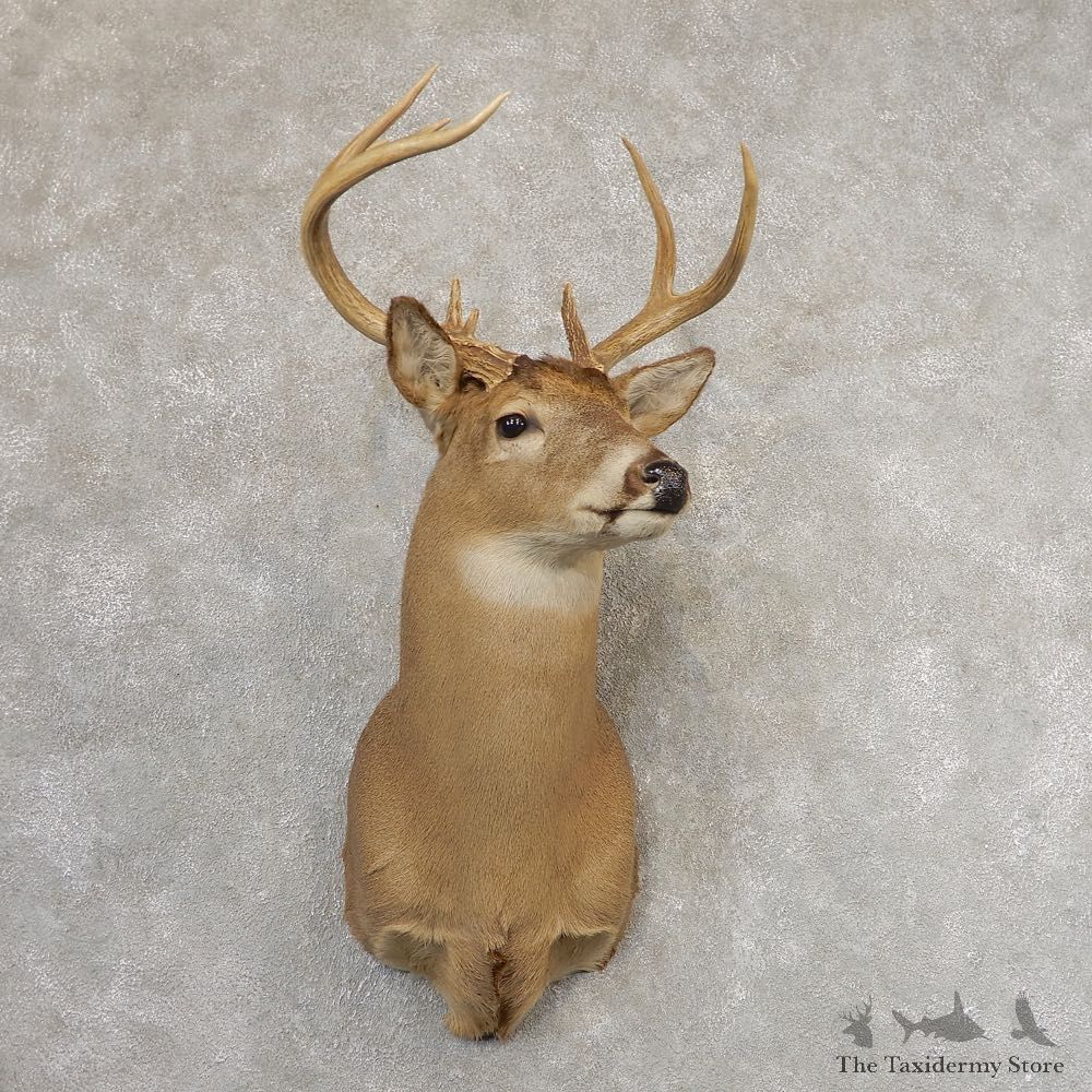 Whitetail Deer Shoulder Mount #21317 For Sale - The Taxidermy Store