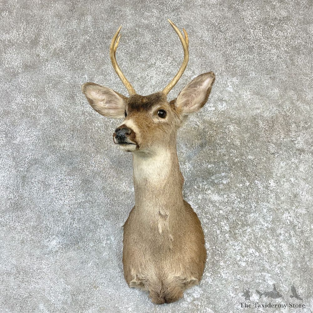 Mule Deer Shoulder Mount For Sale #26520 @ The Taxidermy Store