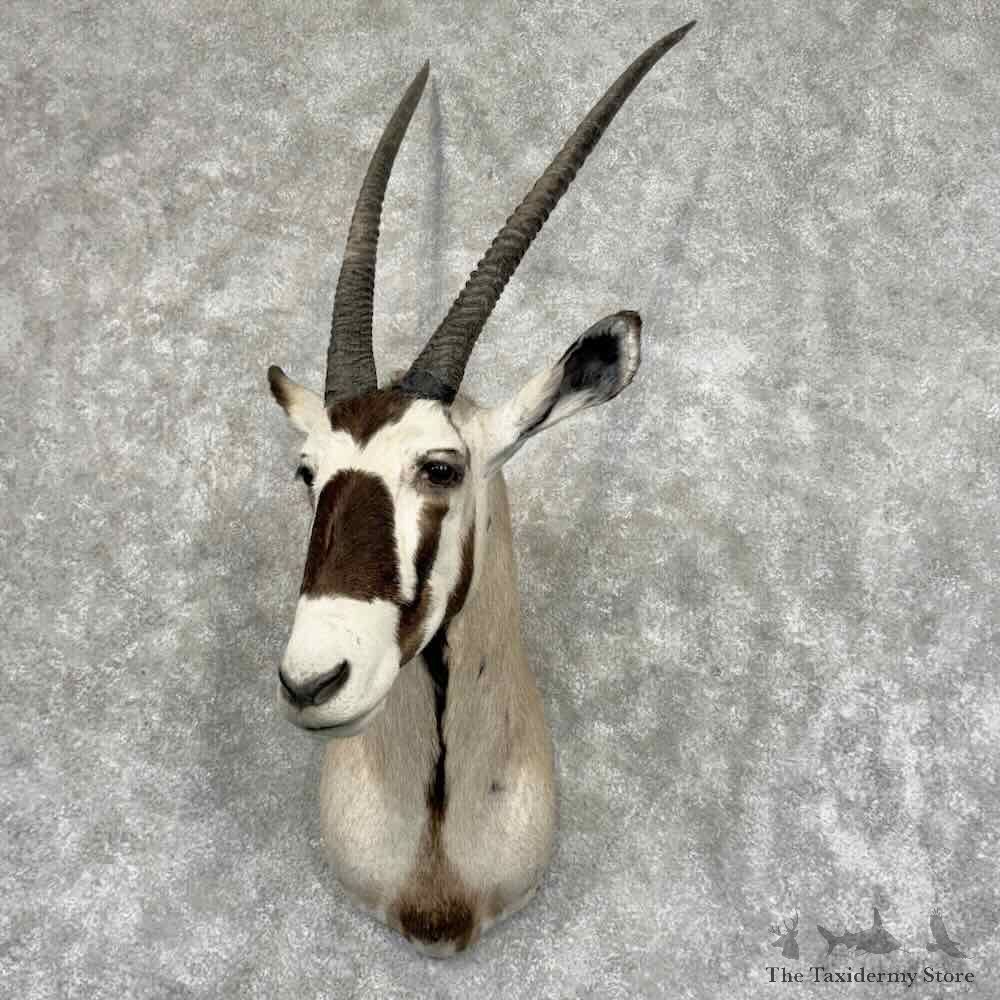 Gemsbok Oryx Shoulder Mount For Sale #32013 @ The Taxidermy Store