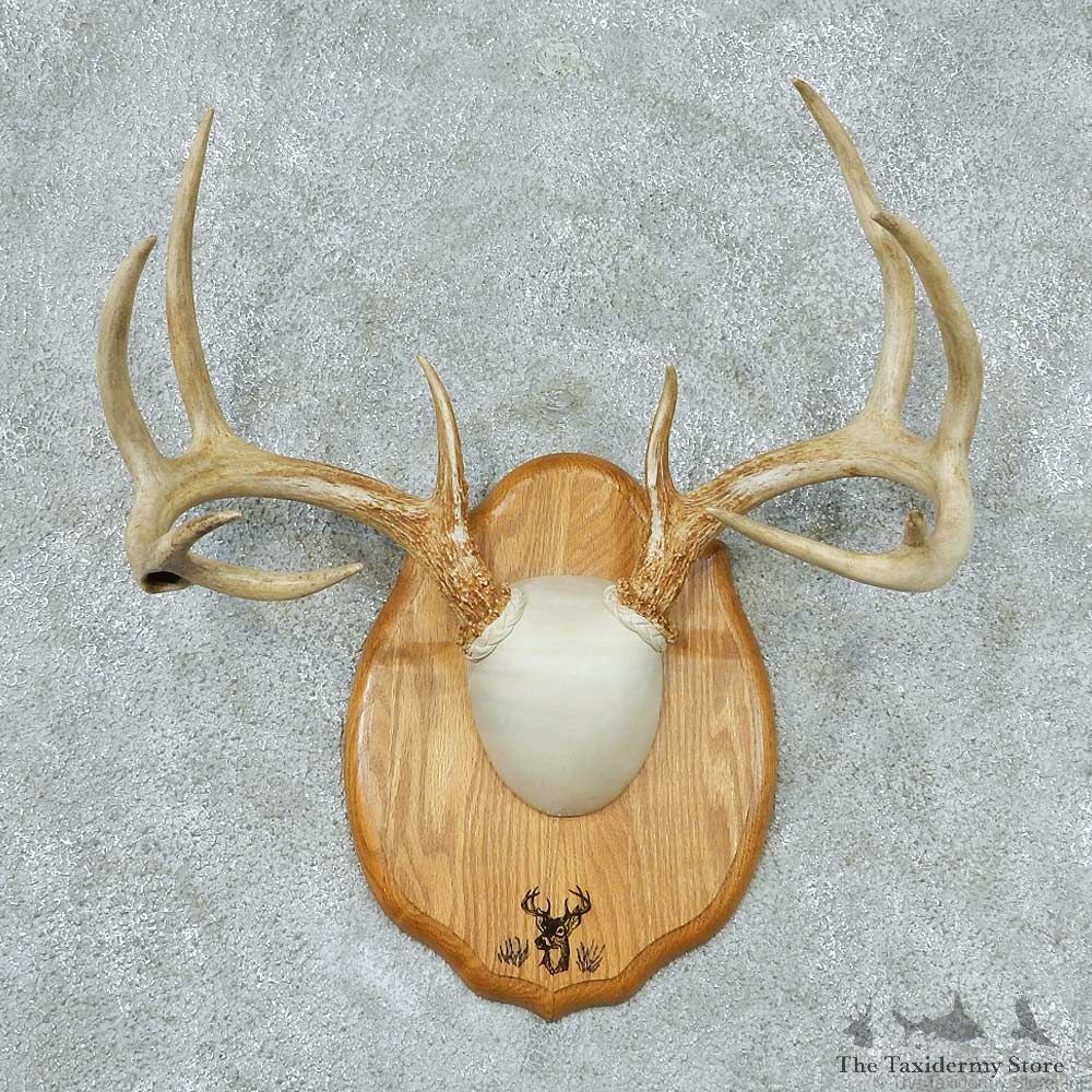 Whitetail-Deer-Antlers-Plaque-Taxidermy-Mount #13337 For Sale @ The Taxidermy Store