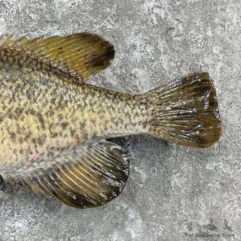 White Crappie Taxidermy Fish Mount #26135 For Sale @ The Taxidermy Store