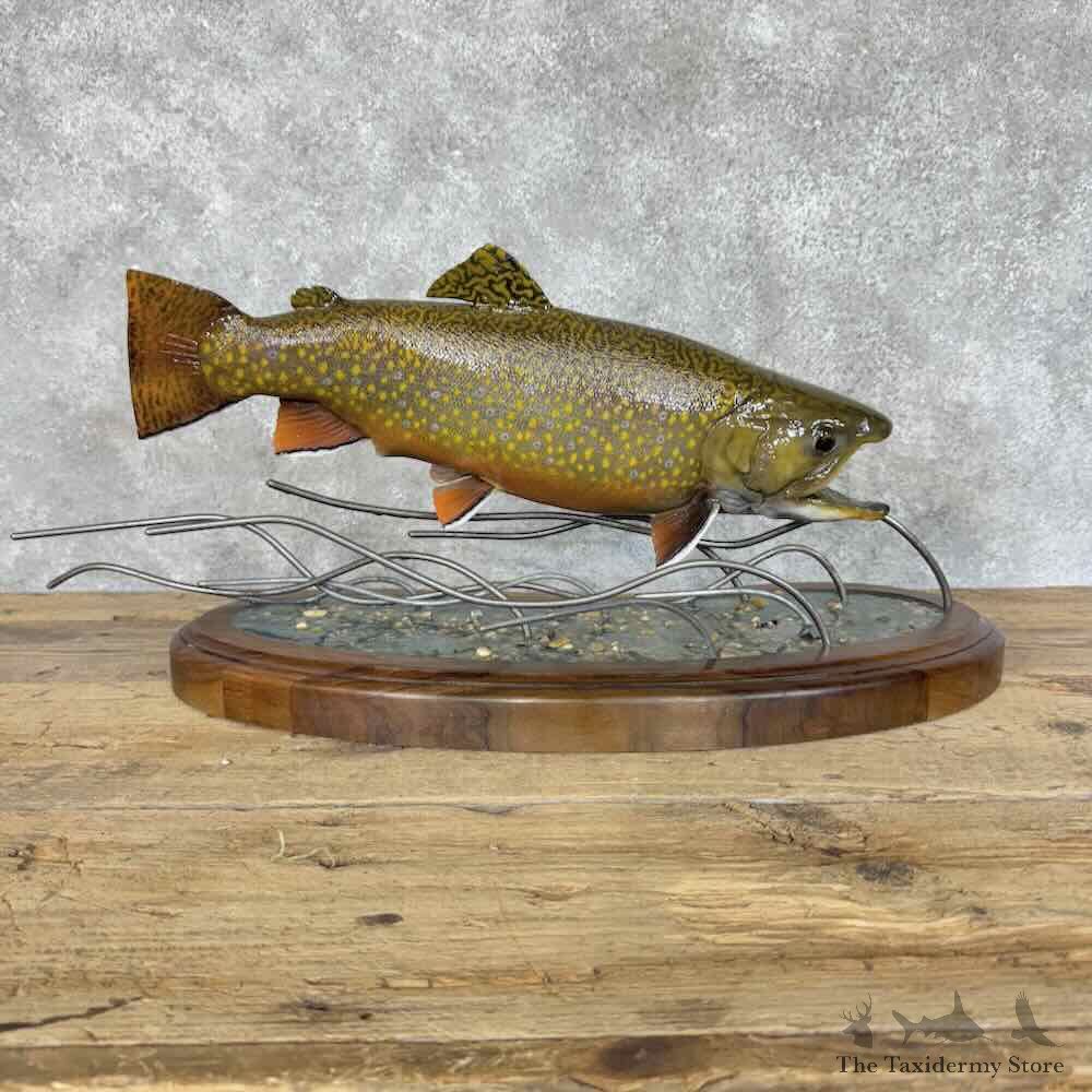 Brook Trout Fish Mount For Sale #31139 @ The Taxidermy Store