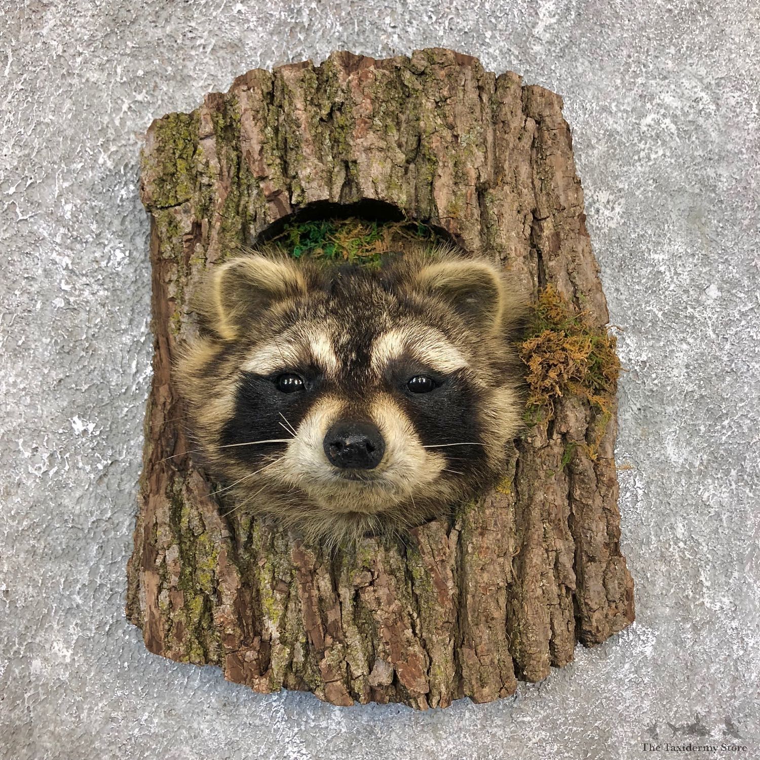 Raccoon Head Novelty Mount For Sale #19863 @ The Taxidermy Store