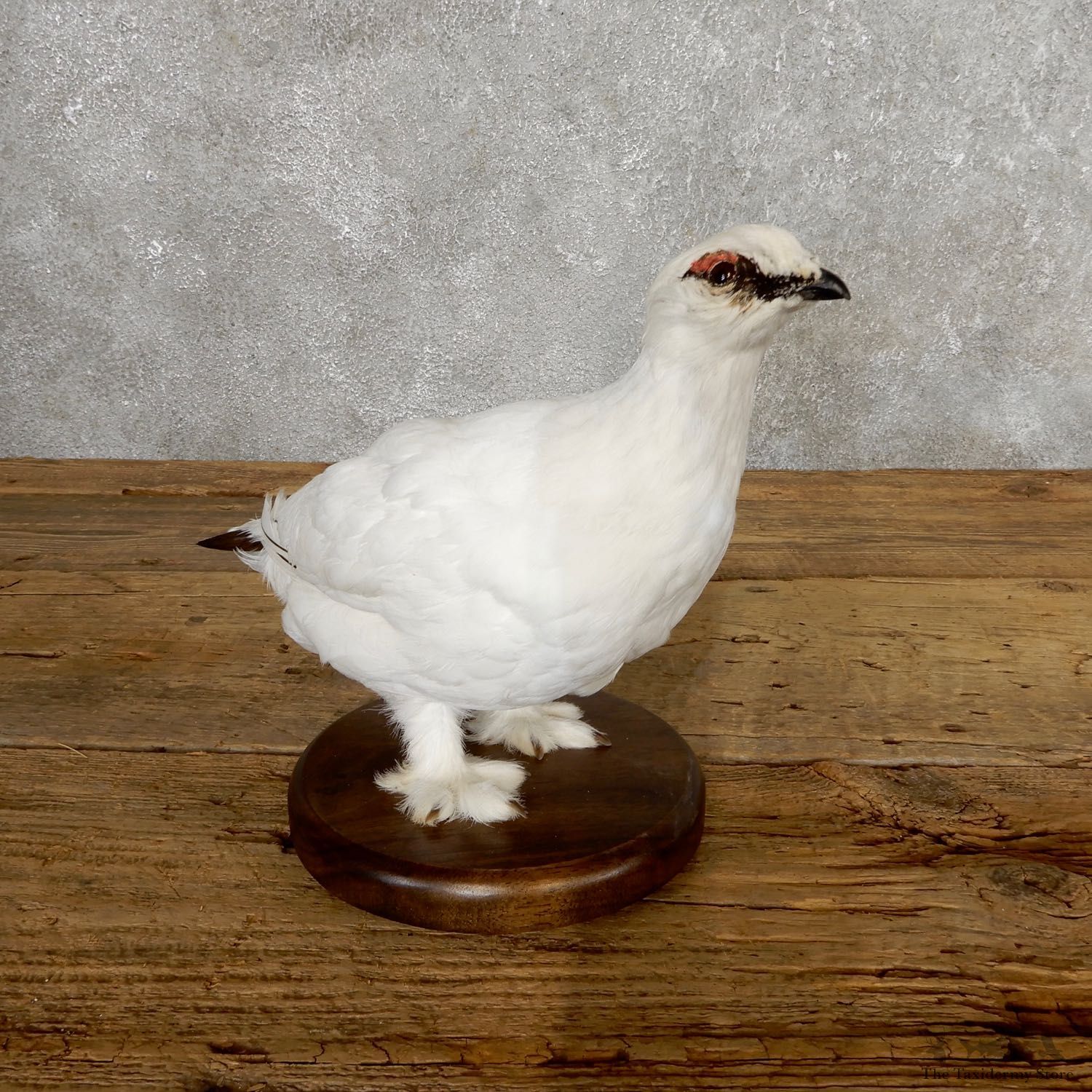Ptarmigan Mount For Sale #19763 @ The Taxidermy Store