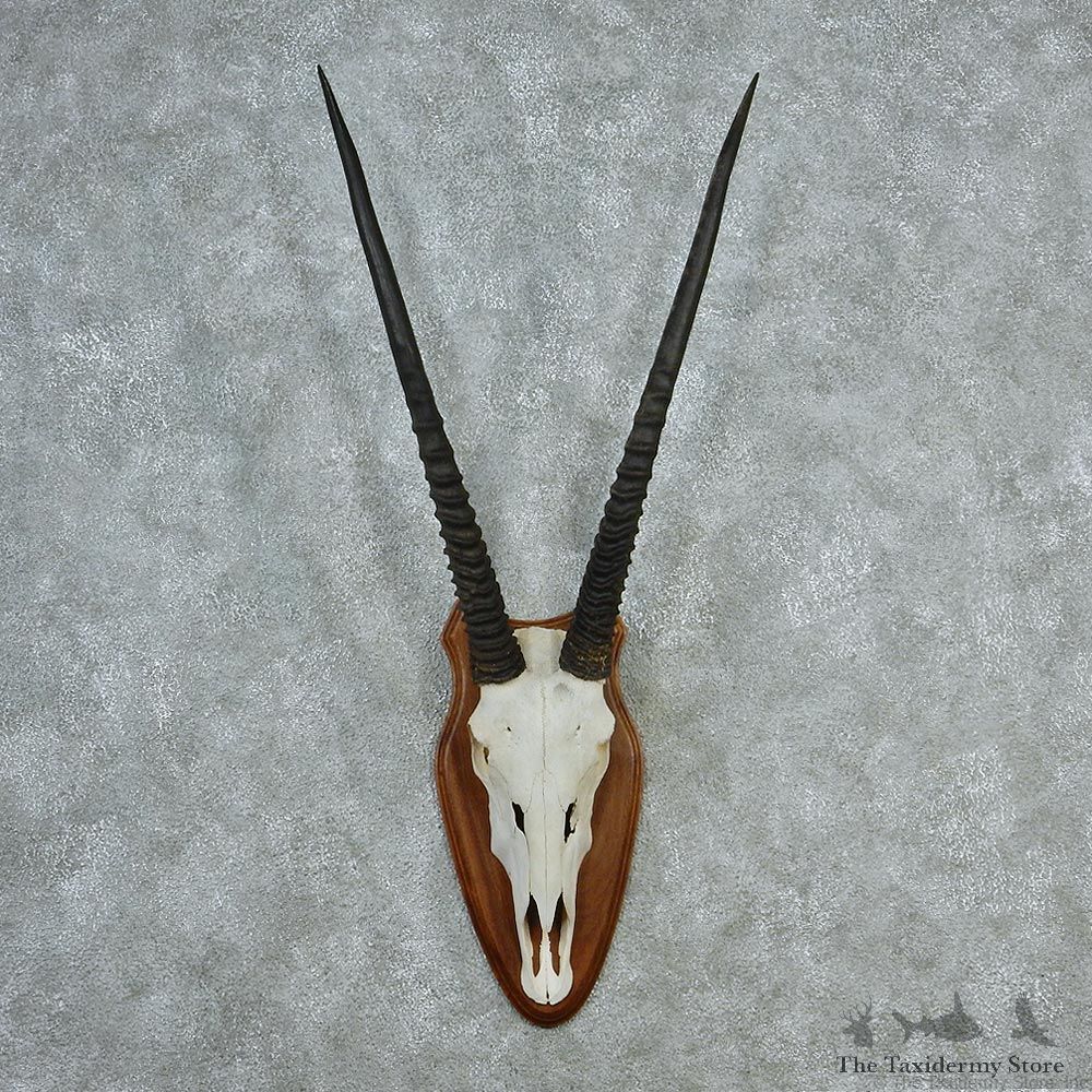 African Gemsbock Taxidermy European Mount M1 #12780 For Sale @ The Taxidermy Store
