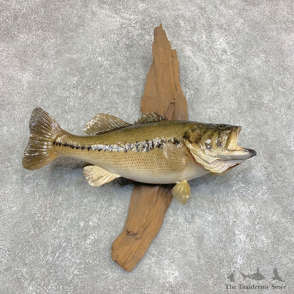 Largemouth Bass Fish Mount For Sale #21783 @ The Taxidermy Store