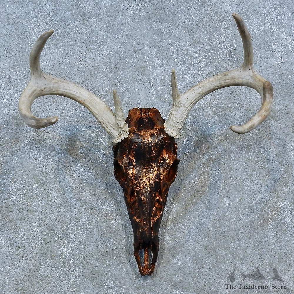 Whitetail Deer Shoulder Mount For Sale #15332 @ The Taxidermy Store