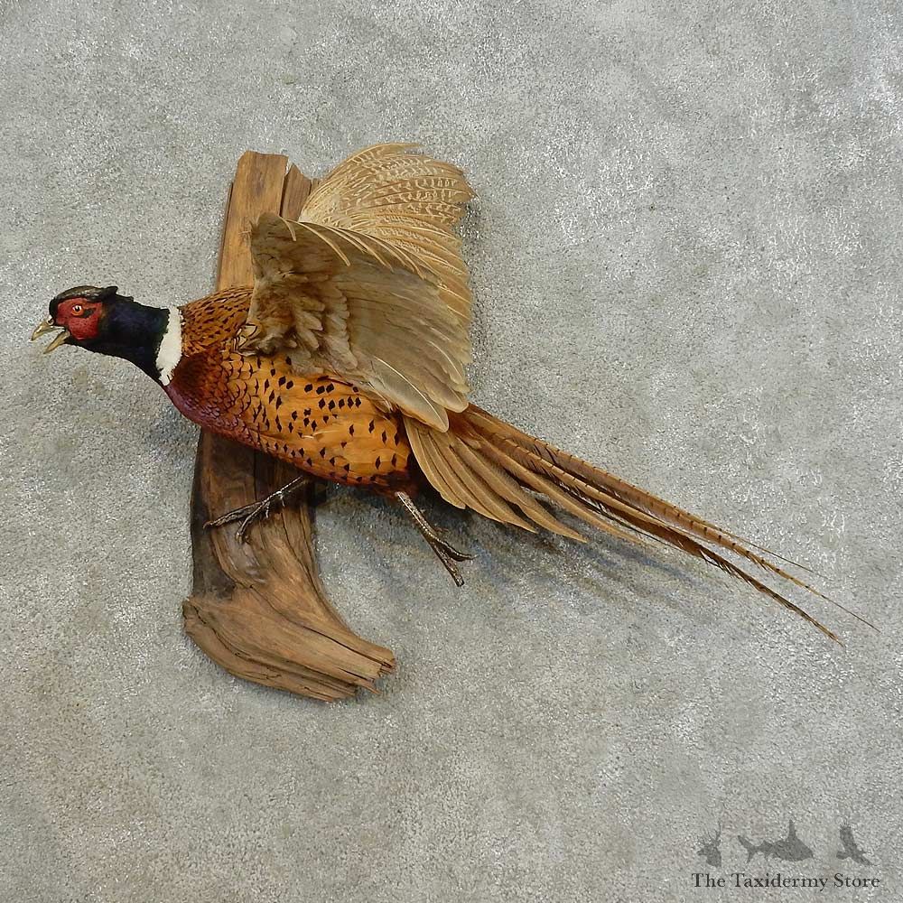 Ringneck Pheasant Bird Mount For Sale #16675 @ The Taxidermy Store