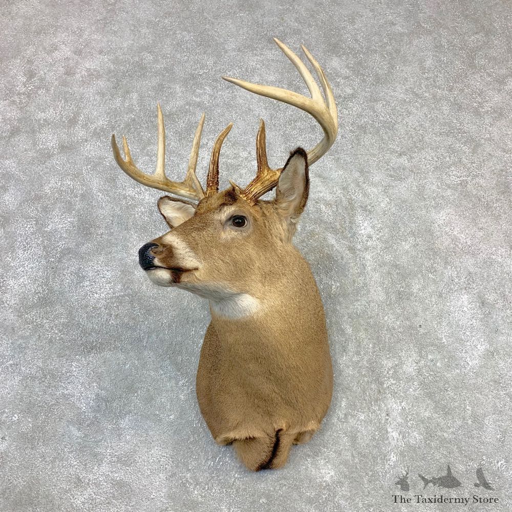 Whitetail Deer Shoulder Mount #21985 For Sale - The Taxidermy Store