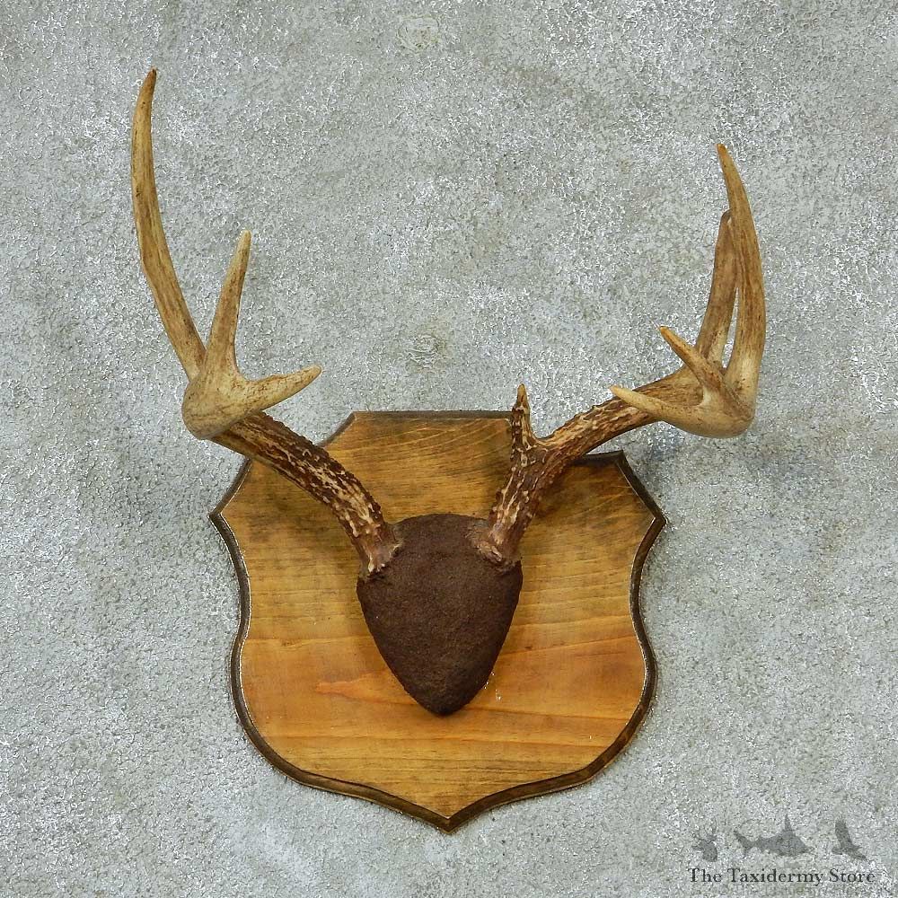 Whitetail Deer Antlers Plaque Taxidermy Mount #13269 For Sale @ The Taxidermy Store