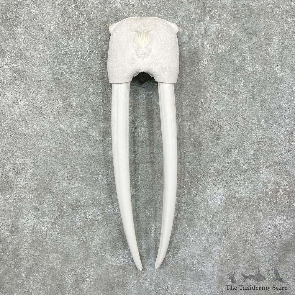 Walrus Skull European Mount For Sale #25328 @ The Taxidermy Store