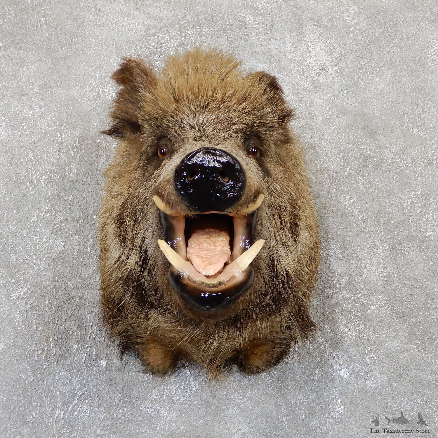 Wild Boar Shoulder Mount For Sale #19342 @ The Taxidermy Store