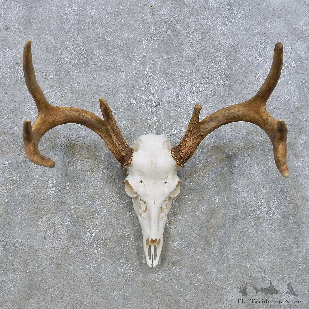 Whitetail Deer Skull European Mount For Sale #14902 @ The Taxidermy Store